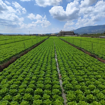 意大利，上海青，黄白，油麦菜，娃娃菜