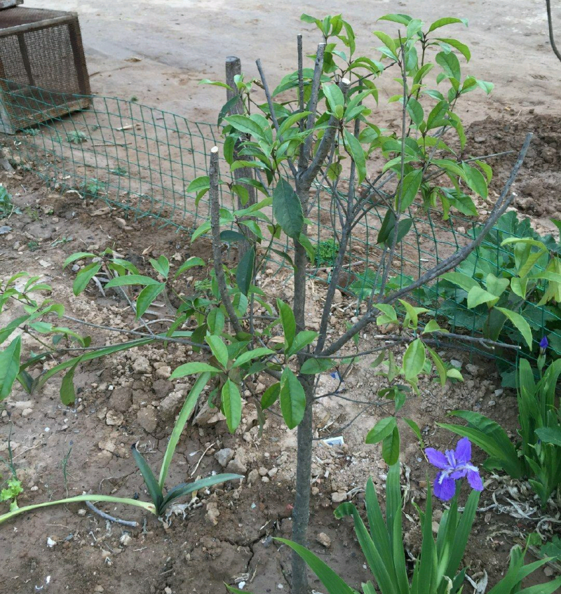 盆栽桂花树室内金桂丹桂四季桂阳台盆景开花浓香四季常青绿化