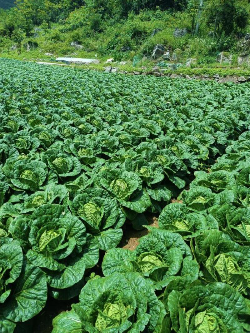开封通许精品夏阳白菜货源稳定欢迎全国客户订购