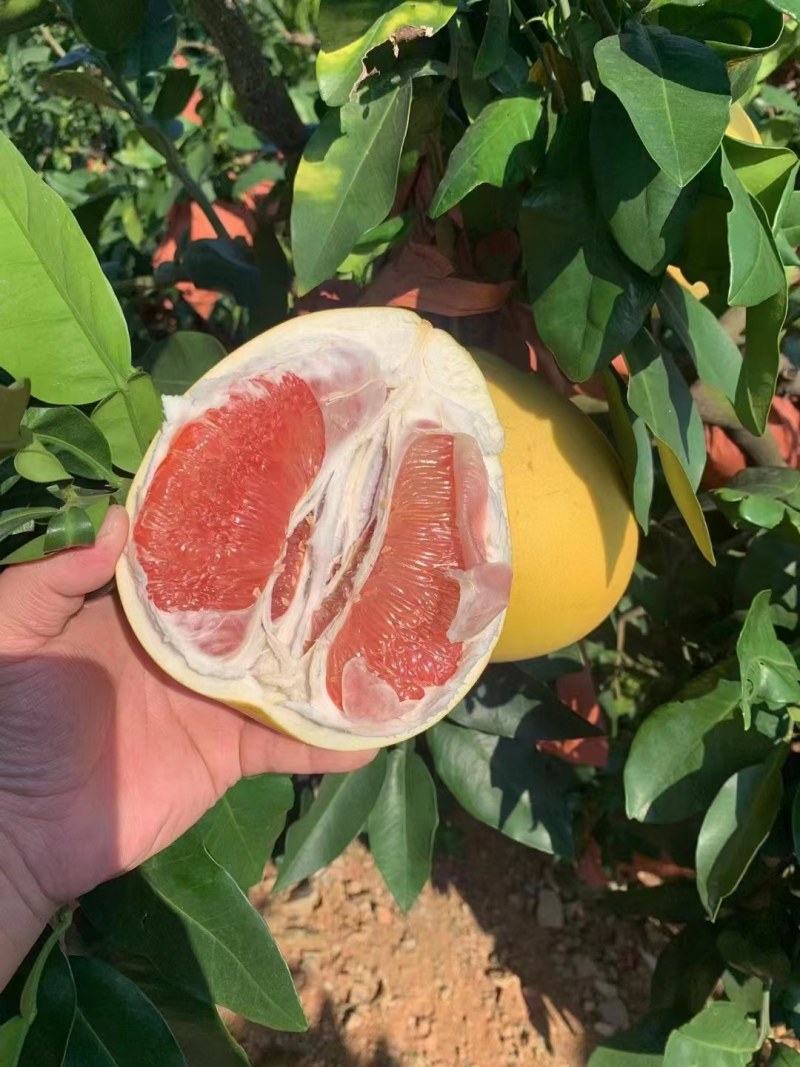 红心柚白心蜜柚大量上市诚信经营质量有保障