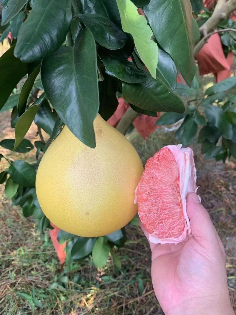 红心柚白心蜜柚大量上市诚信经营质量有保障