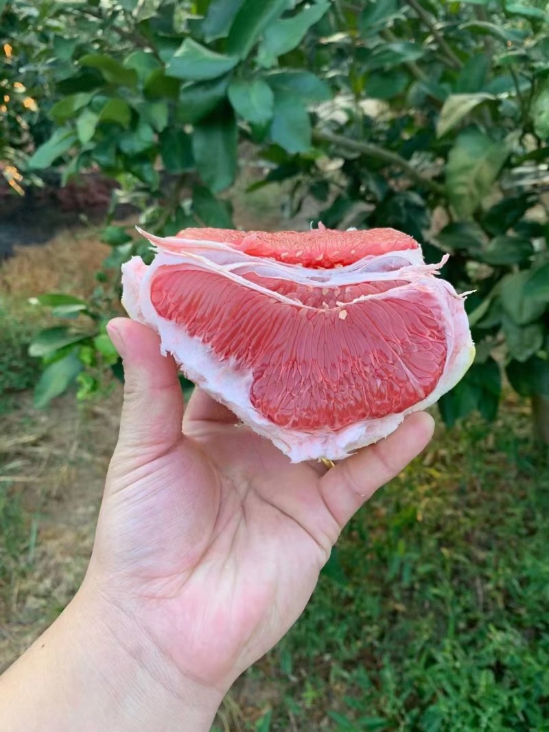 红心柚白心蜜柚大量上市诚信经营质量有保障