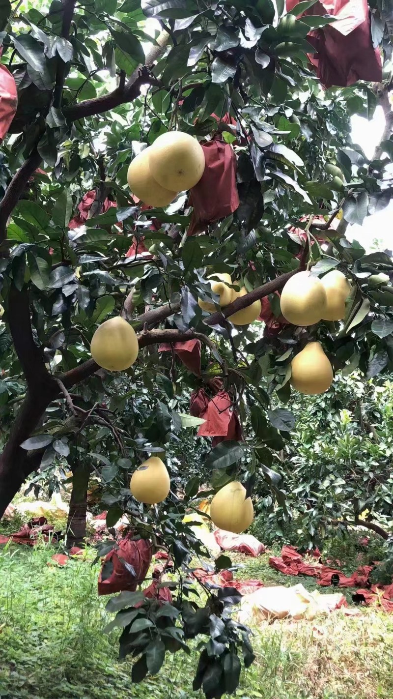 红心柚白心蜜柚大量上市诚信经营质量有保障
