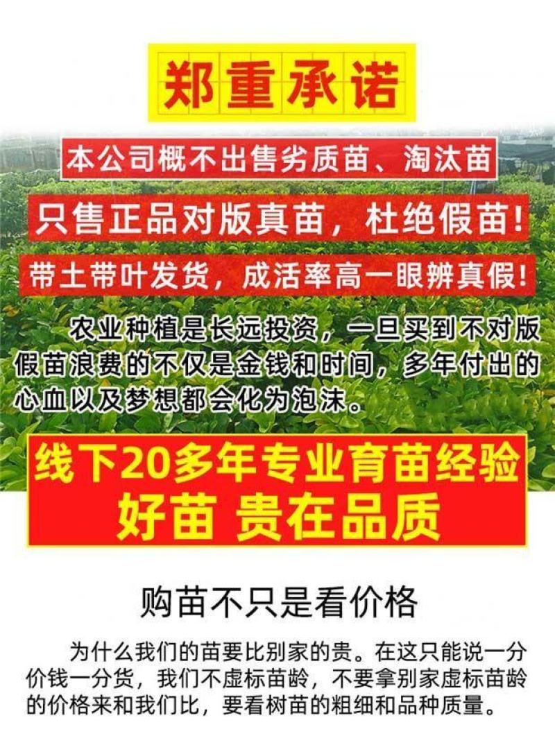 金秋沙糖桔子苗全国发货品质好需要的老板电话联系