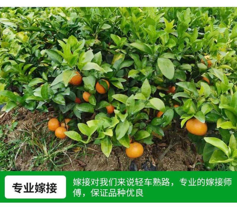 金秋沙糖桔子苗全国发货品质好需要的老板电话联系