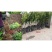 金秋沙糖桔子苗全国发货品质好需要的老板电话联系