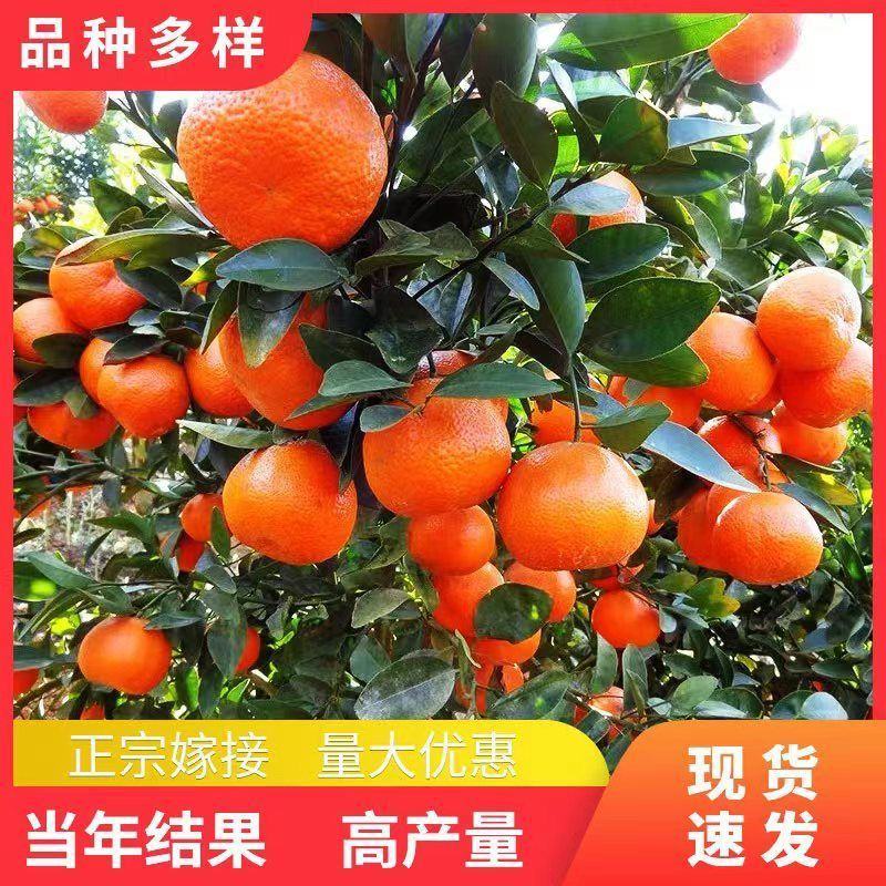 金秋沙糖桔子苗全国发货品质好需要的老板电话联系