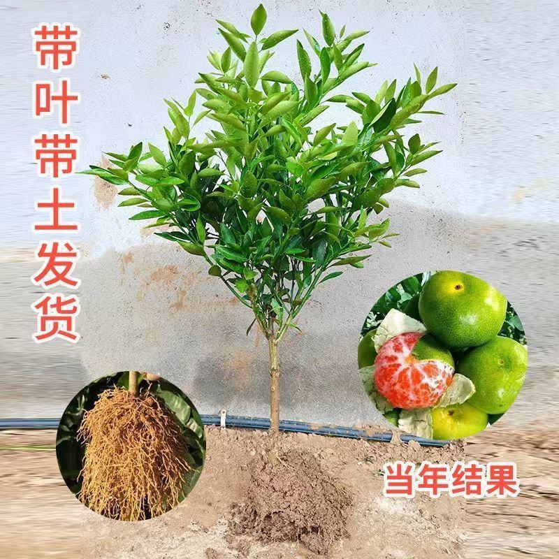 金秋沙糖桔子苗全国发货品质好需要的老板电话联系