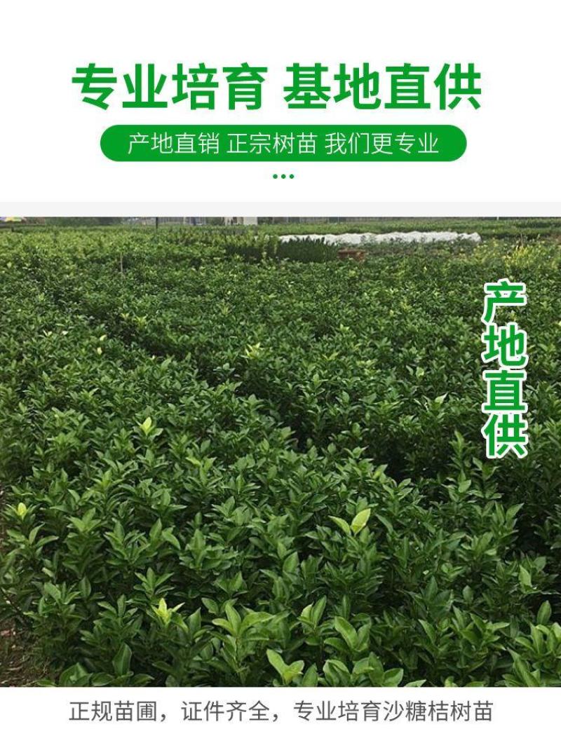 金秋沙糖桔子苗全国发货品质好需要的老板电话联系