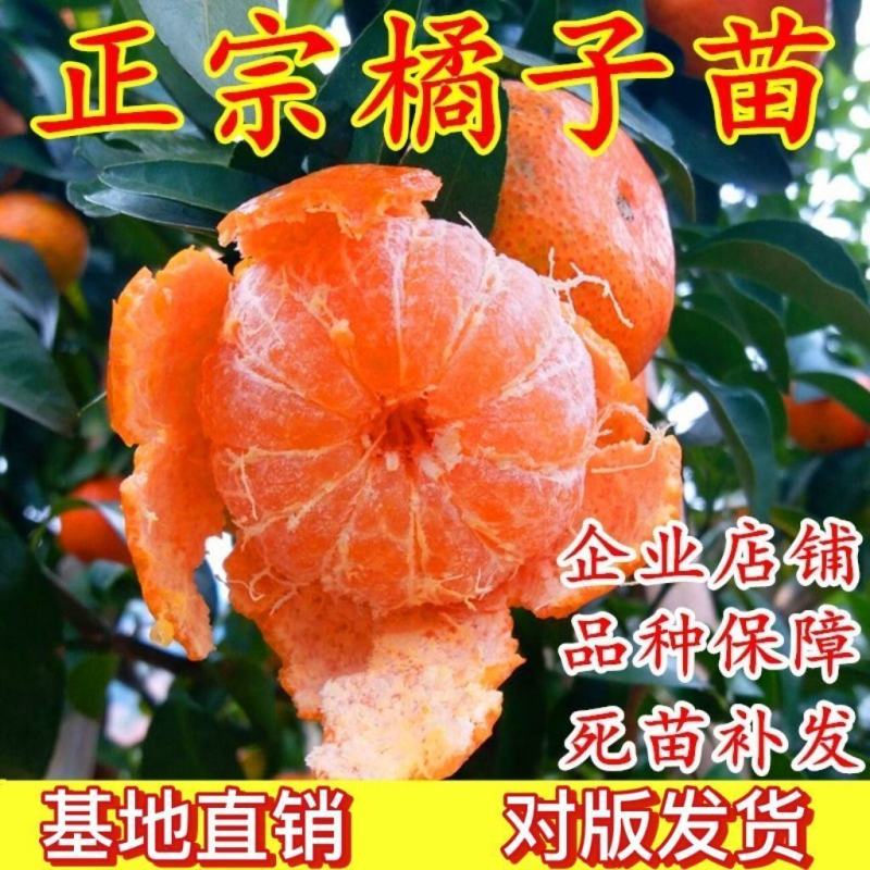 金秋沙糖桔子苗全国发货品质好需要的老板电话联系