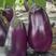 广西-圆茄子紫光圆茄大量上市货源充足产地直发欢迎采