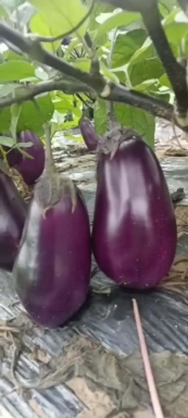 广西-圆茄子紫光圆茄大量上市货源充足产地直发欢迎采