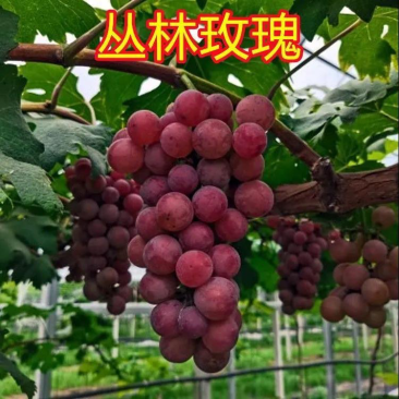 丛林玫瑰葡萄苗大当年结果抗寒爬藤南北方种植品种葡萄苗