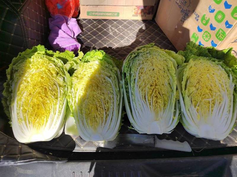 吉林产区万亩大白菜即将上市，接受预订。天气原因产量减少！