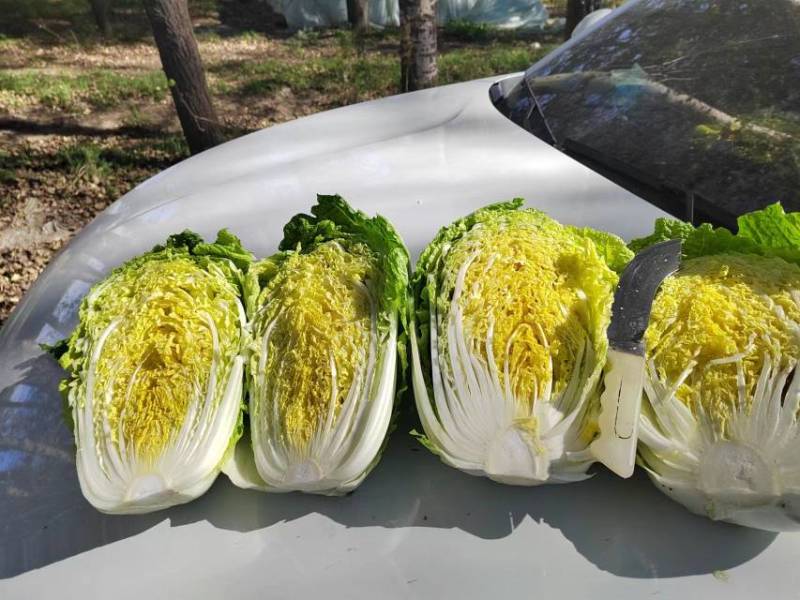 吉林产区万亩大白菜即将上市，接受预订。天气原因产量减少！