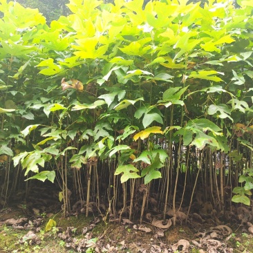 马褂木鹅掌楸规格齐全大量现货免费提供种植技术