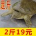 水鱼甲鱼鲜活包邮海鲜水产品生态放养王八鱼火锅食材2斤左右