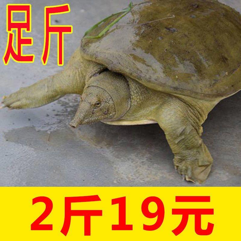 水鱼甲鱼鲜活包邮海鲜水产品生态放养王八鱼火锅食材2斤左右
