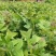 马褂木鹅掌楸规格齐全大量现货免费提供种植技术