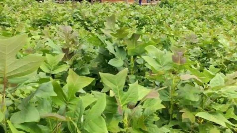 马褂木鹅掌楸规格齐全大量现货免费提供种植技术