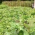 马褂木鹅掌楸规格齐全大量现货免费提供种植技术