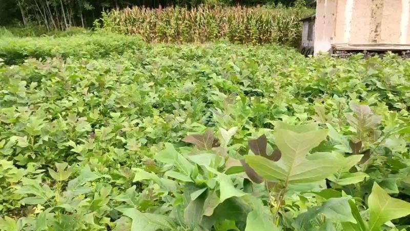 马褂木鹅掌楸规格齐全大量现货免费提供种植技术