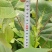 马褂木鹅掌楸规格齐全大量现货免费提供种植技术