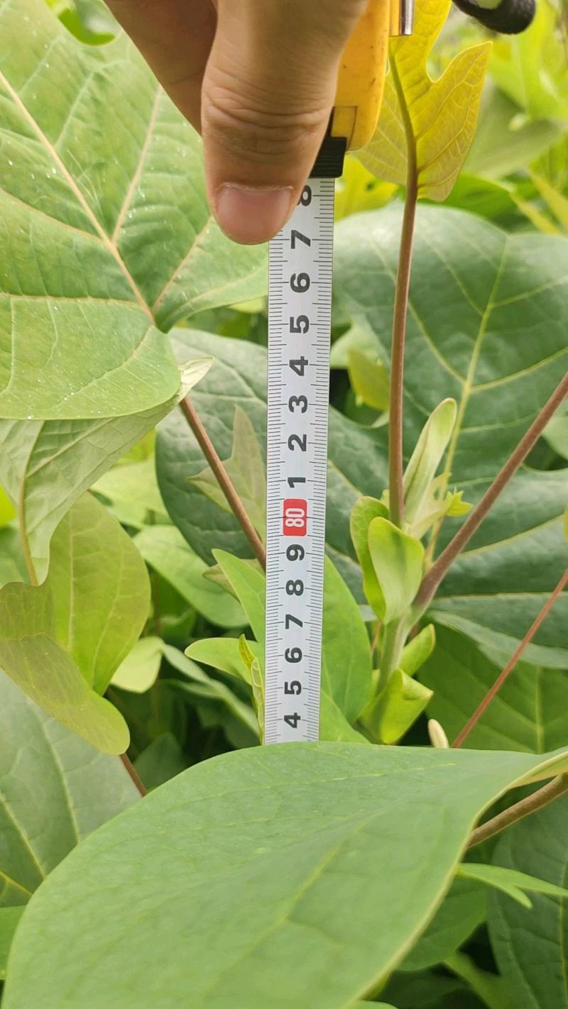 马褂木鹅掌楸规格齐全大量现货免费提供种植技术