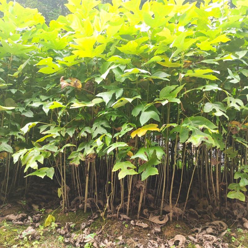 马褂木鹅掌楸规格齐全大量现货免费提供种植技术