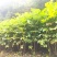 马褂木鹅掌楸规格齐全大量现货免费提供种植技术