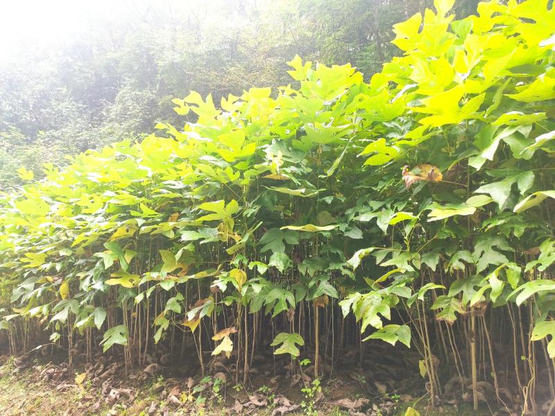 马褂木鹅掌楸规格齐全大量现货免费提供种植技术