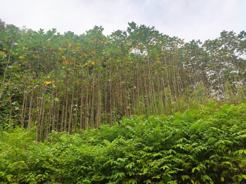 马褂木鹅掌楸规格齐全大量现货免费提供种植技术