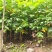 马褂木鹅掌楸规格齐全大量现货免费提供种植技术