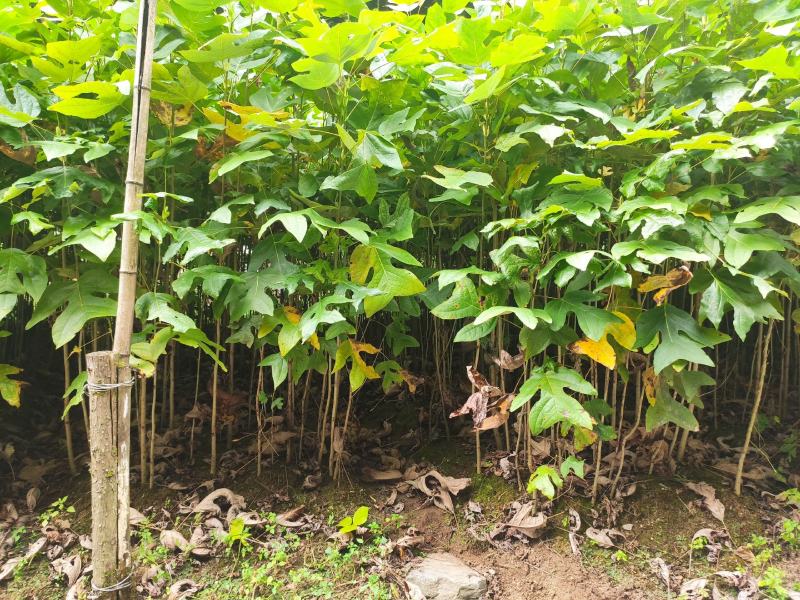 马褂木鹅掌楸规格齐全大量现货免费提供种植技术