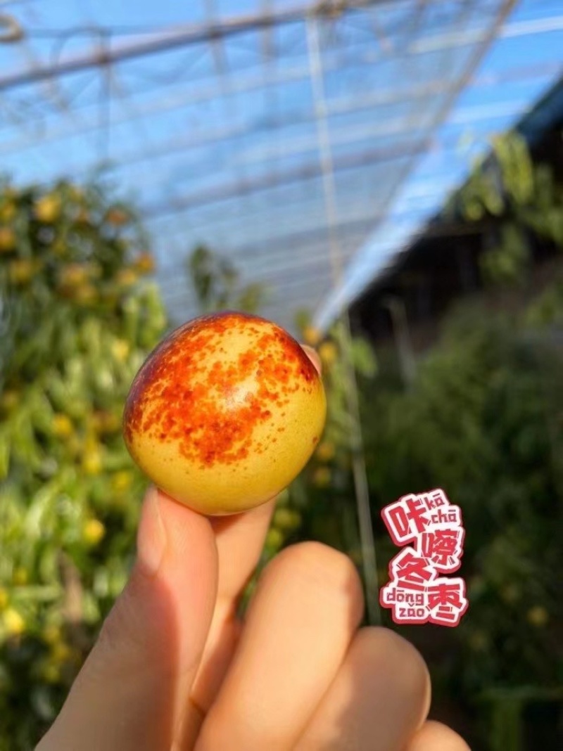 山东省沾化富硒冬枣皮薄脆玩现摘现发诚招代理