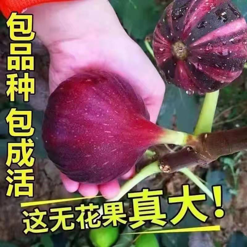 无花果苗，地栽盆栽都可以，南北方都可以种植，耐寒，基地直
