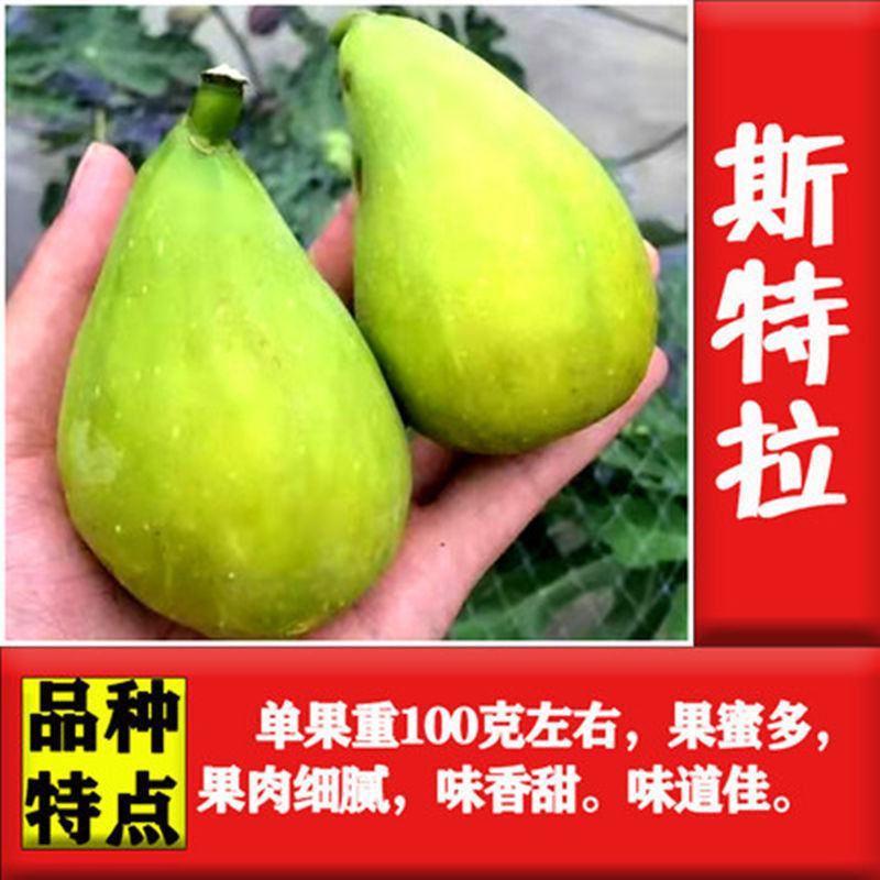 无花果苗，地栽盆栽都可以，南北方都可以种植，耐寒，基地直