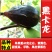 无花果苗，地栽盆栽都可以，南北方都可以种植，耐寒，基地直