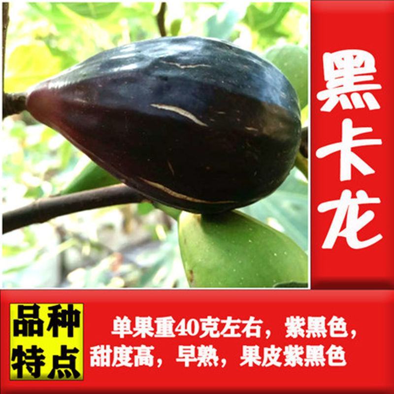 无花果苗，地栽盆栽都可以，南北方都可以种植，耐寒，基地直