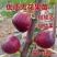 无花果苗，地栽盆栽都可以，南北方都可以种植，耐寒，基地直
