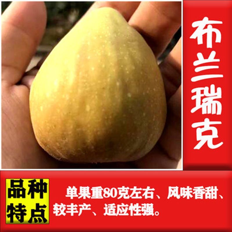 无花果苗，地栽盆栽都可以，南北方都可以种植，耐寒，基地直