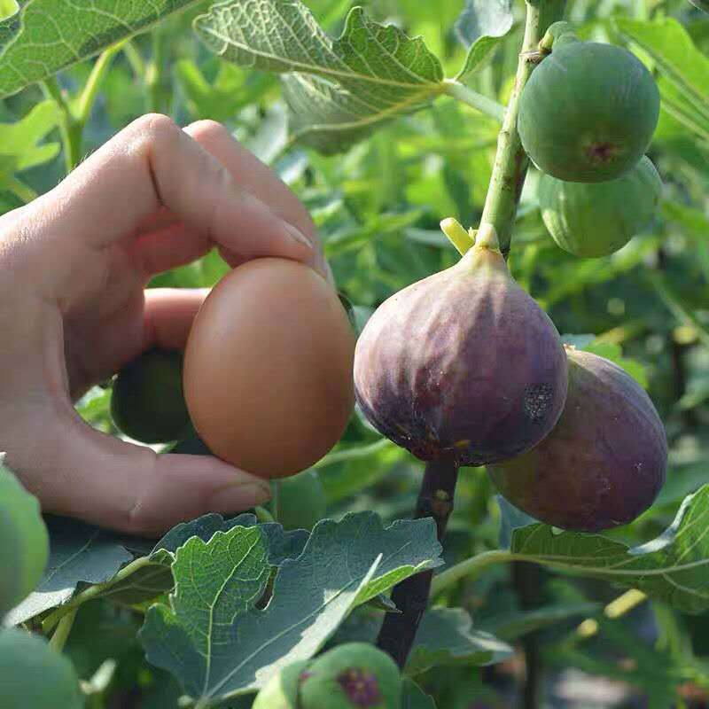 无花果苗，地栽盆栽都可以，南北方都可以种植，耐寒，基地直