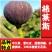 无花果苗，地栽盆栽都可以，南北方都可以种植，耐寒，基地直