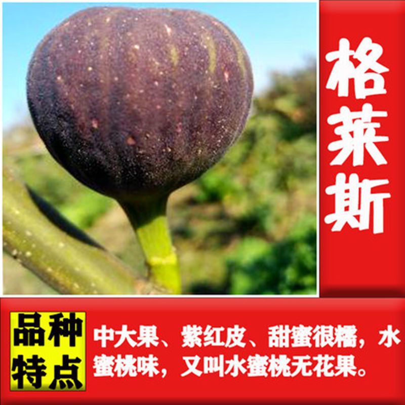 无花果苗，地栽盆栽都可以，南北方都可以种植，耐寒，基地直
