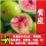 无花果苗，地栽盆栽都可以，南北方都可以种植，耐寒，基地直