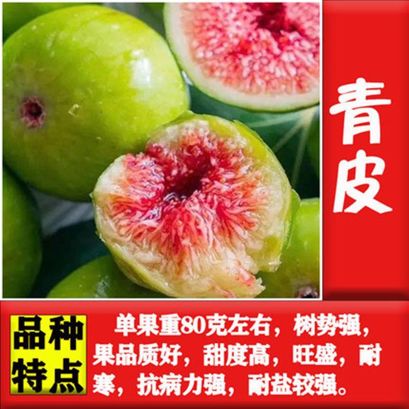 无花果苗，地栽盆栽都可以，南北方都可以种植，耐寒，基地直
