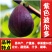 无花果苗，地栽盆栽都可以，南北方都可以种植，耐寒，基地直