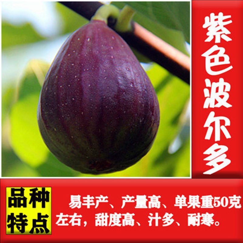 无花果苗，地栽盆栽都可以，南北方都可以种植，耐寒，基地直