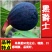无花果苗，地栽盆栽都可以，南北方都可以种植，耐寒，基地直