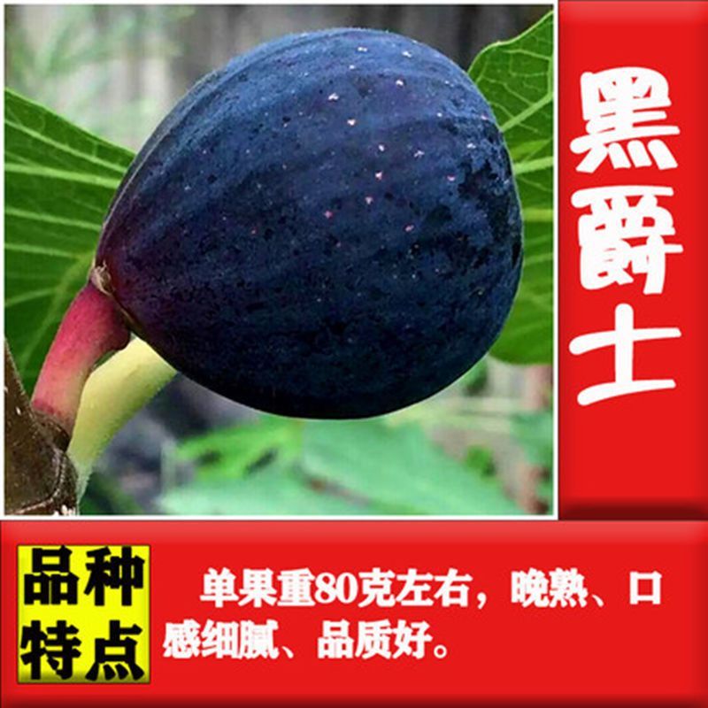 无花果苗，地栽盆栽都可以，南北方都可以种植，耐寒，基地直